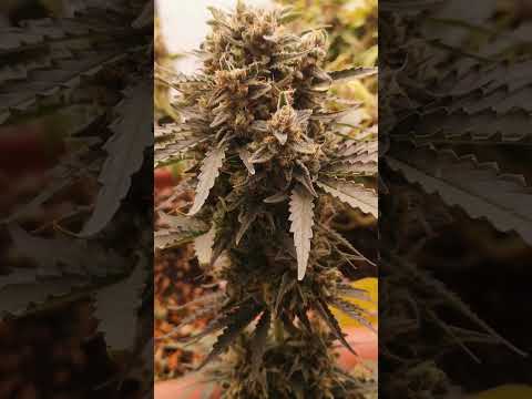 Can Autoflowers Really Finish Strong on 12/12? ⚡ Mandalorian Finale!