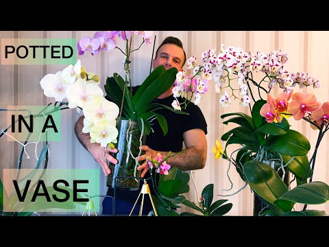 , title : 'The BIGGEST ORCHID on YouTube?! Let me SHOW you my BLOOMING PHALAENOPSIS ORCHIDS!'