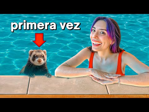 MY FERRETS ARE GOING INTO THE POOL FOR THE FIRST TIME!!