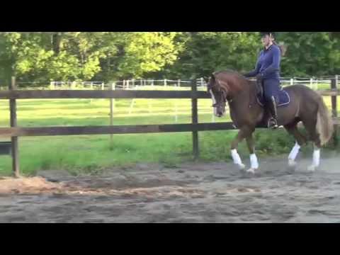 Dressur og sprangponni til salgs - Timon II