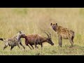 How Does Hyena Attacks Topi