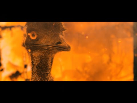 Трейлеры Timber War