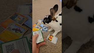 If he pulled the gold card I would have cried #pokemon #bunny