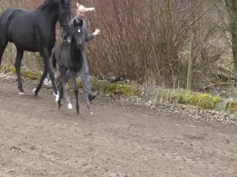 Fohlen 2016 v. Finest x Patriot(Old.) "Freddy"