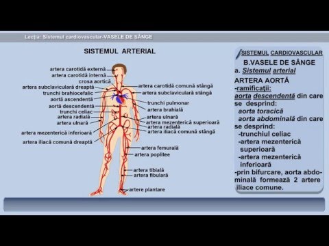 Anatomia osului temporal