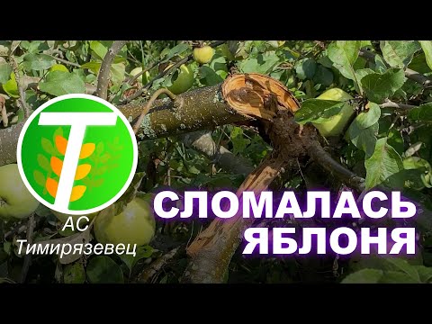 Яблоня сломалась! Что делать? Как спасти дерево?