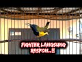 SOGON FIGHTER LANGSUNG RESPON DENGAR SUARA SOGON GACOR Sogongacor Sogon Sogokontonggacor