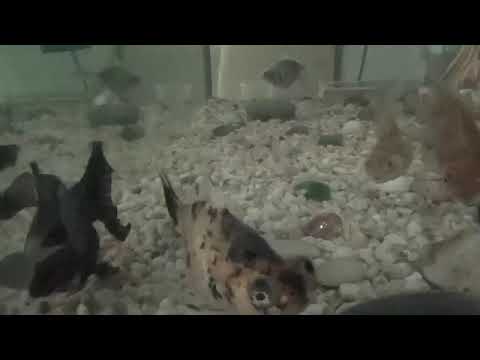 Rum completo de logum edé