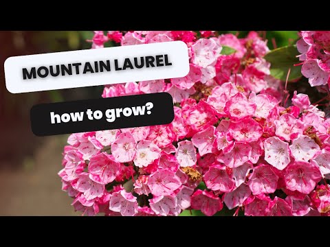 🌱 Mountain Laurel Care Guide | Sun vs Shade, Soil, Pruning, and Problems 🌱