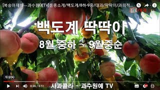[복숭아재배]품종소개/백도계/8하-9중/대과/딱딱이/과피적색/낙과 없음
