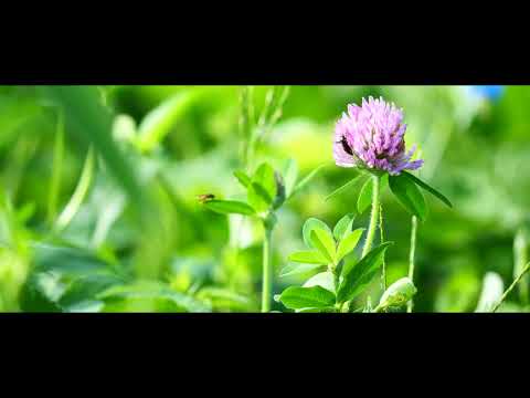 山梨県富士吉田市　広報ふじよしだ2024年9月号　動画でみるふじよしだ　Vol22