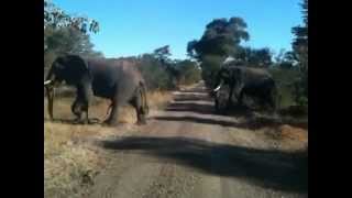 preview picture of video 'Elephants @ Mosi-Oa-Tunya National Park, Livingstone, Zambia [Jun 12, 4 13 44 PM]'