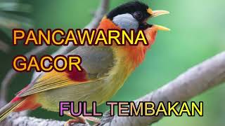 Download lagu multicolored bird mp3 Download lagu multicolored bird mp3