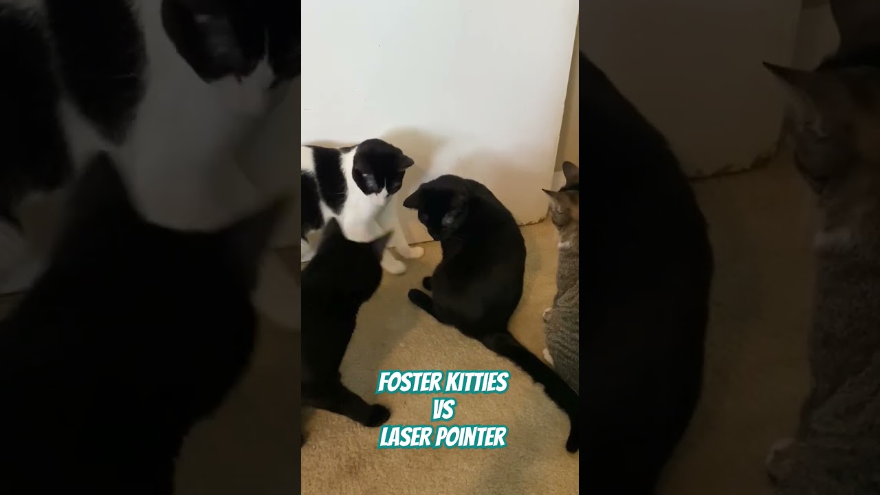 Enlarge Louis, a Adoptable mixed breed in Dallas, TX video 4/4