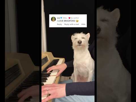 Bradford’s fav moments 🐾🎹 #dogsofyoutube #piano #montage