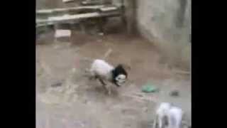 Овца-сотона