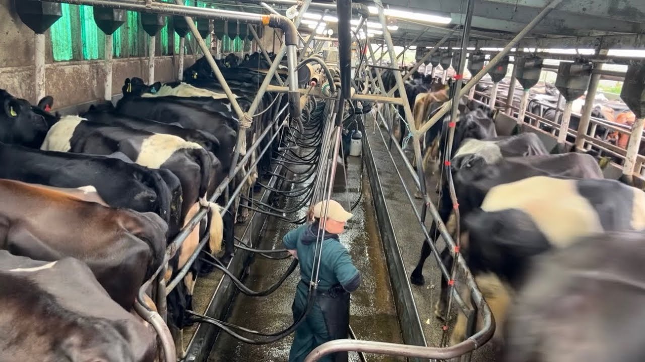 Milking In Cyclone Vaianu