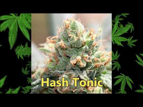 Ace Seeds New Strains 2023