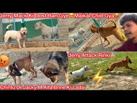 Jerry Mack Ki Dost Ban Gye😍Maikal Chid Gya😡|| Chintu Or Jacky Mai Leader Bnne Ki Ladai😨Kon H Alfa ?