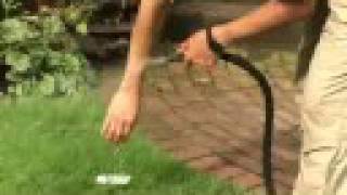 How to Prevent Poison Ivy