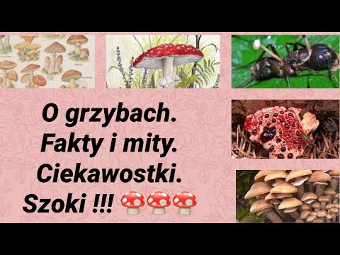 O grzybach. Prawdy. Mity. Ciekawostki. Szok ! 🍄