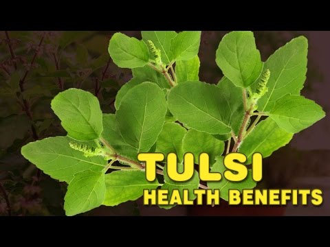 Tulsi Extract, Powder