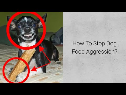 How To Stop Dog Food Aggression? Check 4 Steps In Food Aggression Training