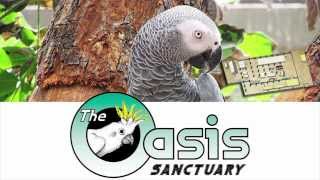preview picture of video 'The Oasis Sanctuary Indoor Aviary'