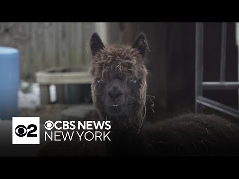 New Jersey animal refuge closed due to blizzard damage