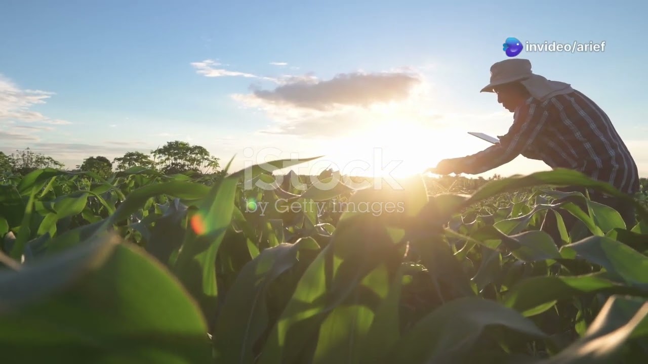 Smart Farming with AI, China's Precision Agriculture Revolution