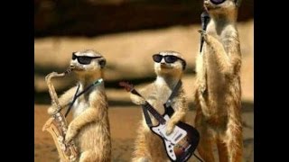 TOP rock stoner band