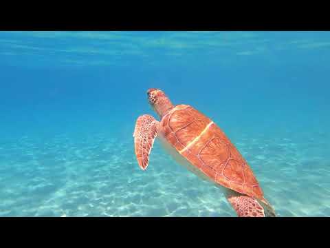 Curacao | Playa Grandi snorkeling