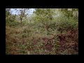 Bibio - Otter Shadows (Excerpt)