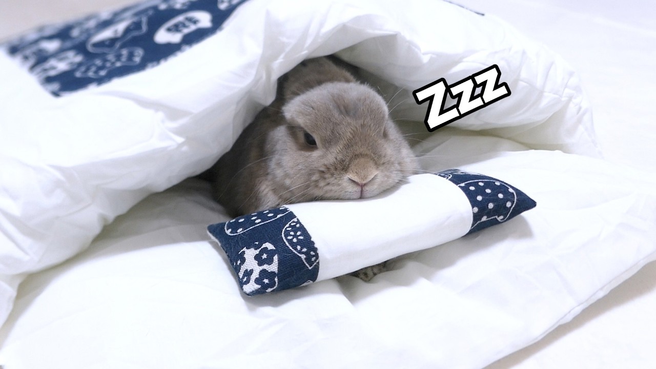 初めてうさぎが布団と出会って使いこなすまでの軌跡が可愛いので見てほしい