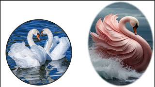 Swans Milky Media 🦋பெயர் காரணம் ??? #swans #reason #birds