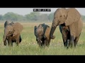 Elephant: King Of The Kalahari