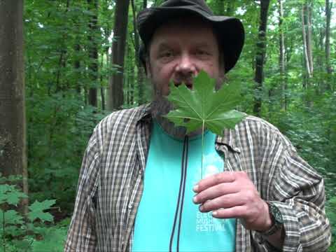 Ahorn - (Acer pseudoplatanus)