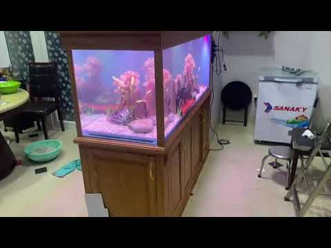 THI CÔNG HỒ CÁ VŨNG TÀU - CÁ CẢNH TRƯỜNG THÀNH