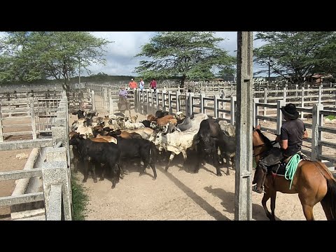 Cattle Fair of Campina Grande-PB, Tuesday, February 24, 2026