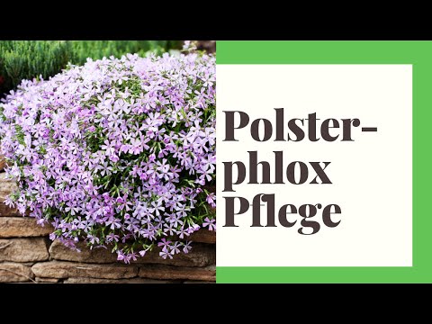 Caring for cushion phlox - How to do it right