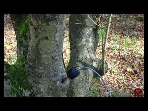 SOUNDS FROM THE TREE (Bio Acoustics Of Plants)