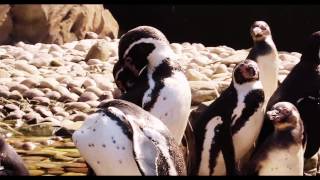 preview picture of video 'Cute Penguins Feeding at Twycross Zoo'