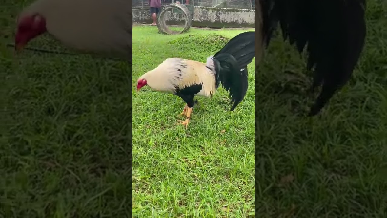 Frost Grey Broodcock, Tonio and Mica Gamefarm. #gallosfinos #gamefowl #sabong