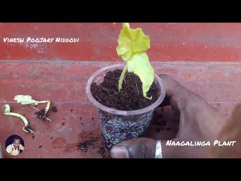 Naagalinga flower plants (ನಾಗಲಿಂಗಪುಷ್ಪ) . cannonball plant for free .vinesh poojary Niddodi