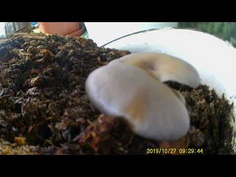 Грибы Вешенка