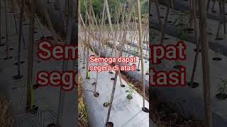 Download lagu setelah di analisa langsung kita atasi mp3