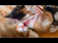 Tiny Hungry Kittens MEOWING LOUD Calling Mom Cat But Mom Cat Wants To Eat First So Cute