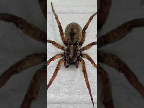 Mad clip x Strat x Rack - Gjenovese (still active album)