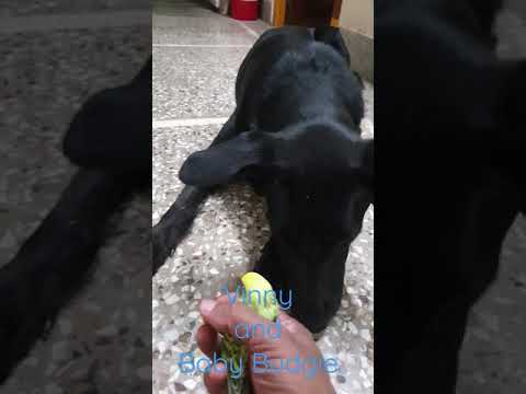 Friendship of Dog and Baby Budgie| Sahithi's World