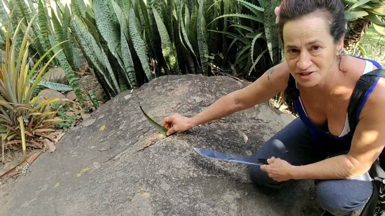 As plantas e ervas medicinais são os recursos de Deus para nossas vidas🙌